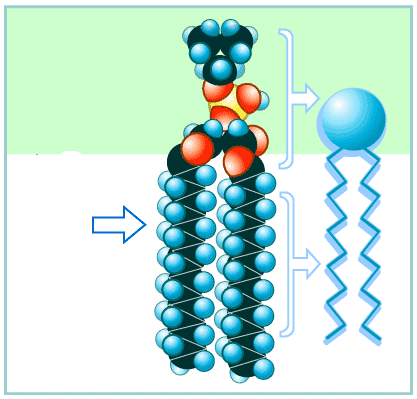 <p>van der Waals forces</p>