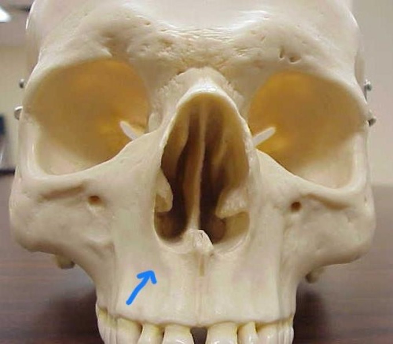 knowt flashcard image