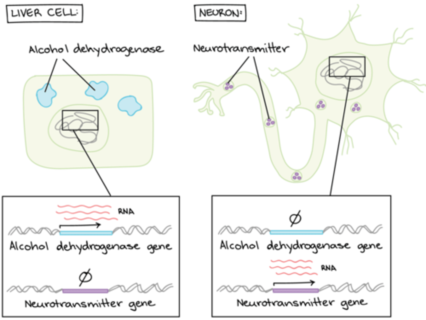 <p>gene</p>