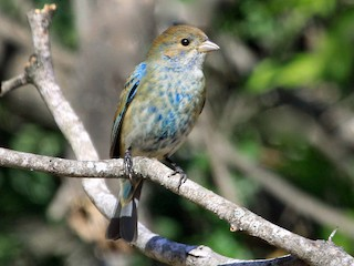 <p>Indigo Bunting</p>