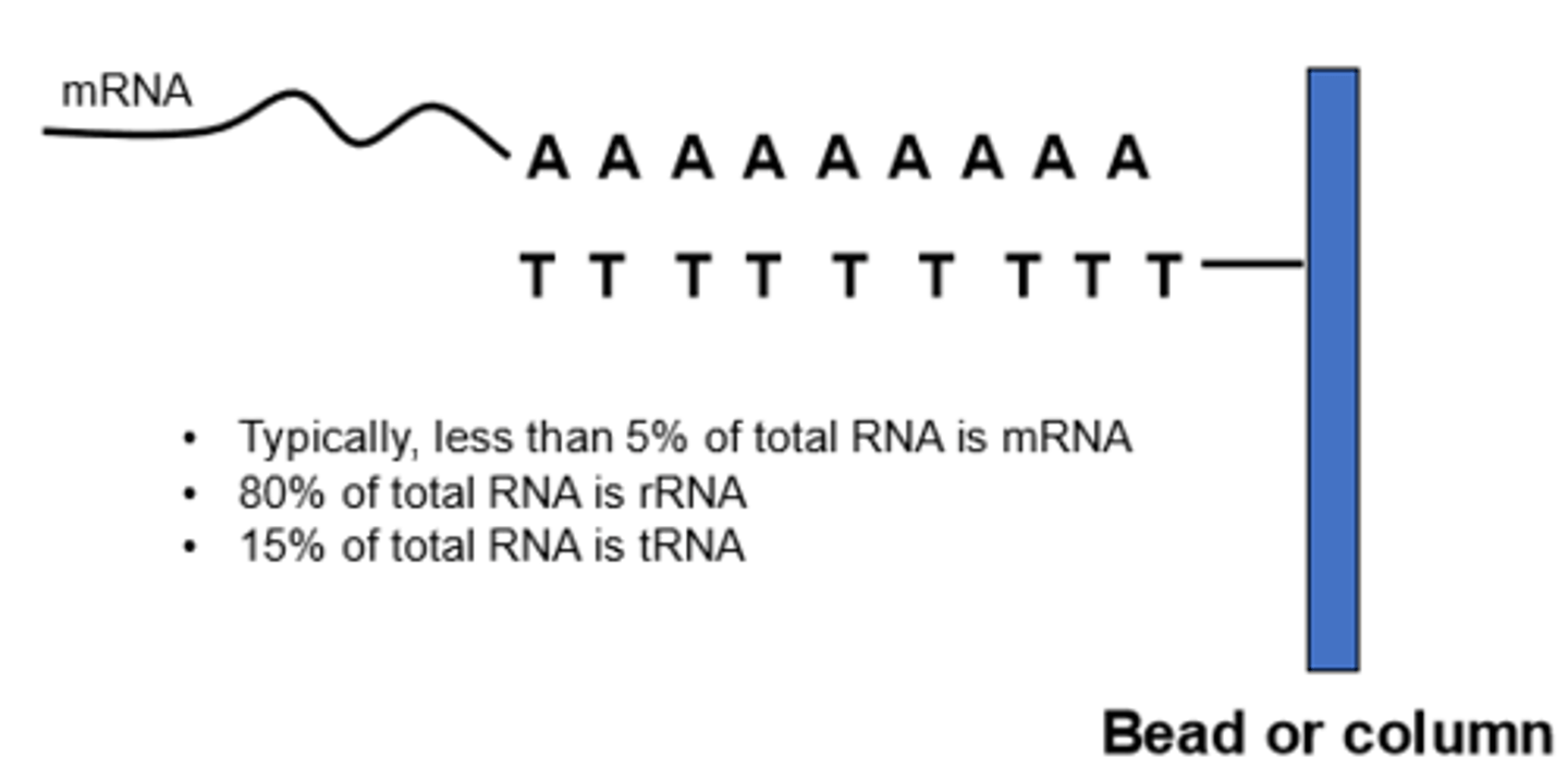 <p>2.5-5% of total RNA Yield. Mainly from highly expressed genes. To enrich yield of mRNA, ss oligomers of thymine and uracil is immobilized on a matrix of resin and beads. RNA is washed and polyA RNA is washed/ warmed with low salt buffer detergent to break H bonds between mRNA and column. 30-40 ng mRNA is obtained from 1 microgram of RNA. Limitations: efficiency is variable, the mixture is enriched with polyA RNA/not a pure PolyA prep.</p>