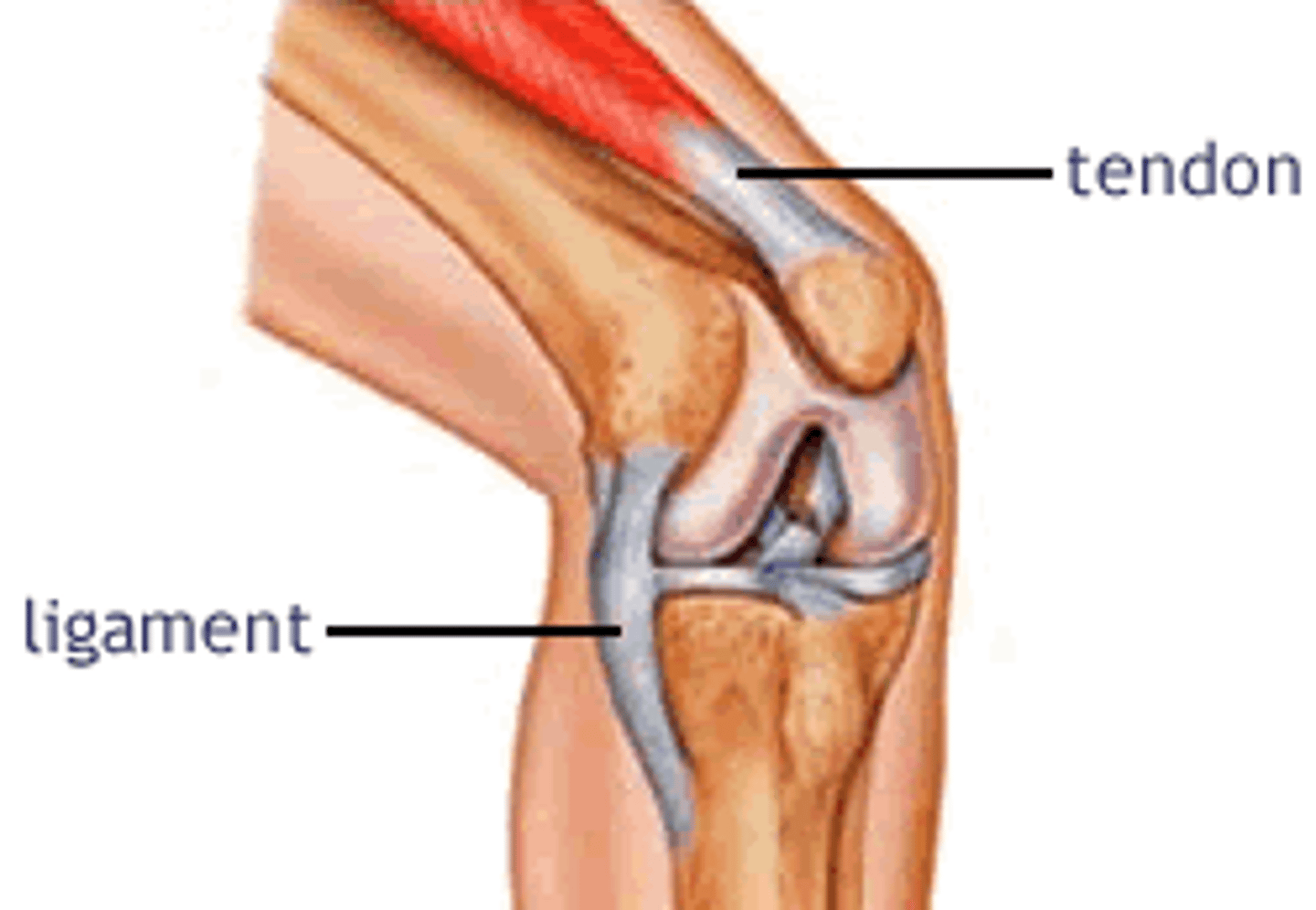 <p>bands of tough elastic connective tissue around your joints. They connect bone to bone, give your joints support, and limit their movement.</p>