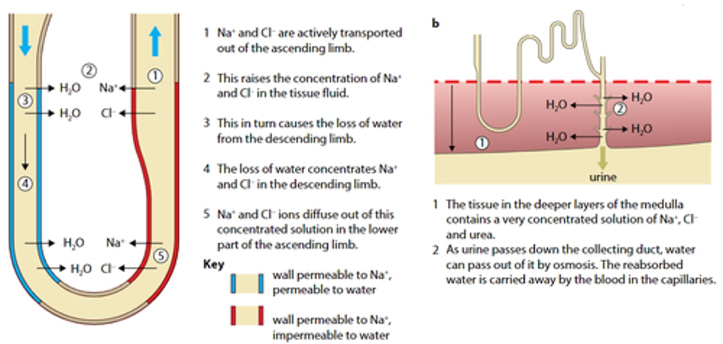 <p>(Descending Limb)</p><p>- As filtrate travels down, solute conc. of medulla increases</p><p>- Water leaves filtrate into medulla by osmosis</p><p>- Filtrate becomes more concentrated</p><p>(Ascending Limb)</p><p>- Lower part: Na⁺ and Cl⁻ diffuse into the medulla</p><p>- Upper part: ions are actively transported into the medulla</p><p>This maintains a high salt concentration in the medulla</p>