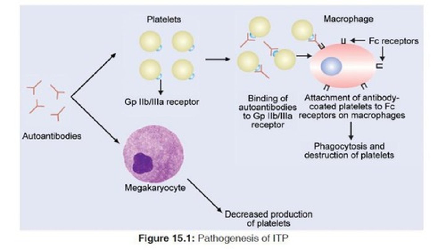 <p>Thrombocytopenia caused by immune system disorders.</p>