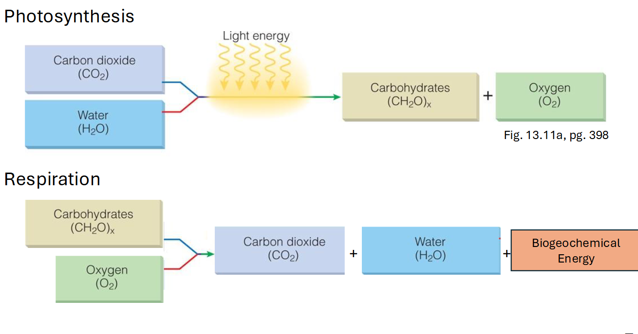 <p>photosynthesizes and respoiration</p>