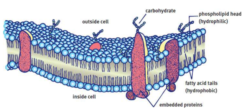 <p>semipermeable phospholipid bilayer; permits fat-soluble compounds to cross easily, while larger and water-soluble compounds must seek alternative entry</p>