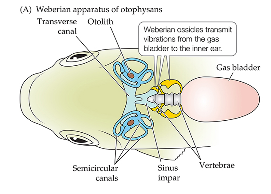 <p><strong>Weberian apparatus</strong> - series of modified vertebral elements that connect the gas bladder with the inner ear</p>