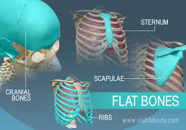 <ul><li><p>Flat, thin</p></li><li><p>Two parallel plates of compact bone enclosing a layer of spongy bone</p></li><li><p>Usually forms a protective surface around organs</p></li><li><p>Provide some protection</p></li><li><p>Lots of muscle attached</p><ul><li><p>Skull, ribs, sternum</p></li></ul></li></ul>