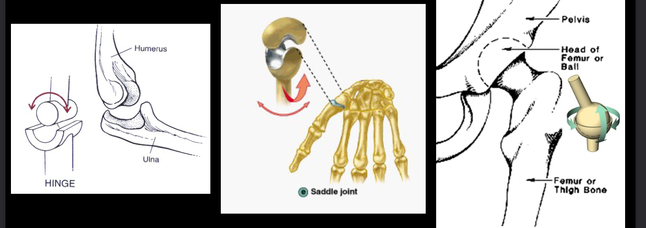 <ul><li><p>uniaxial (hinge joint): lower range of motion</p></li><li><p>biaxial (saddle joint): moderate</p></li><li><p>multiaxial (ball and socket): greater</p></li></ul><p></p>