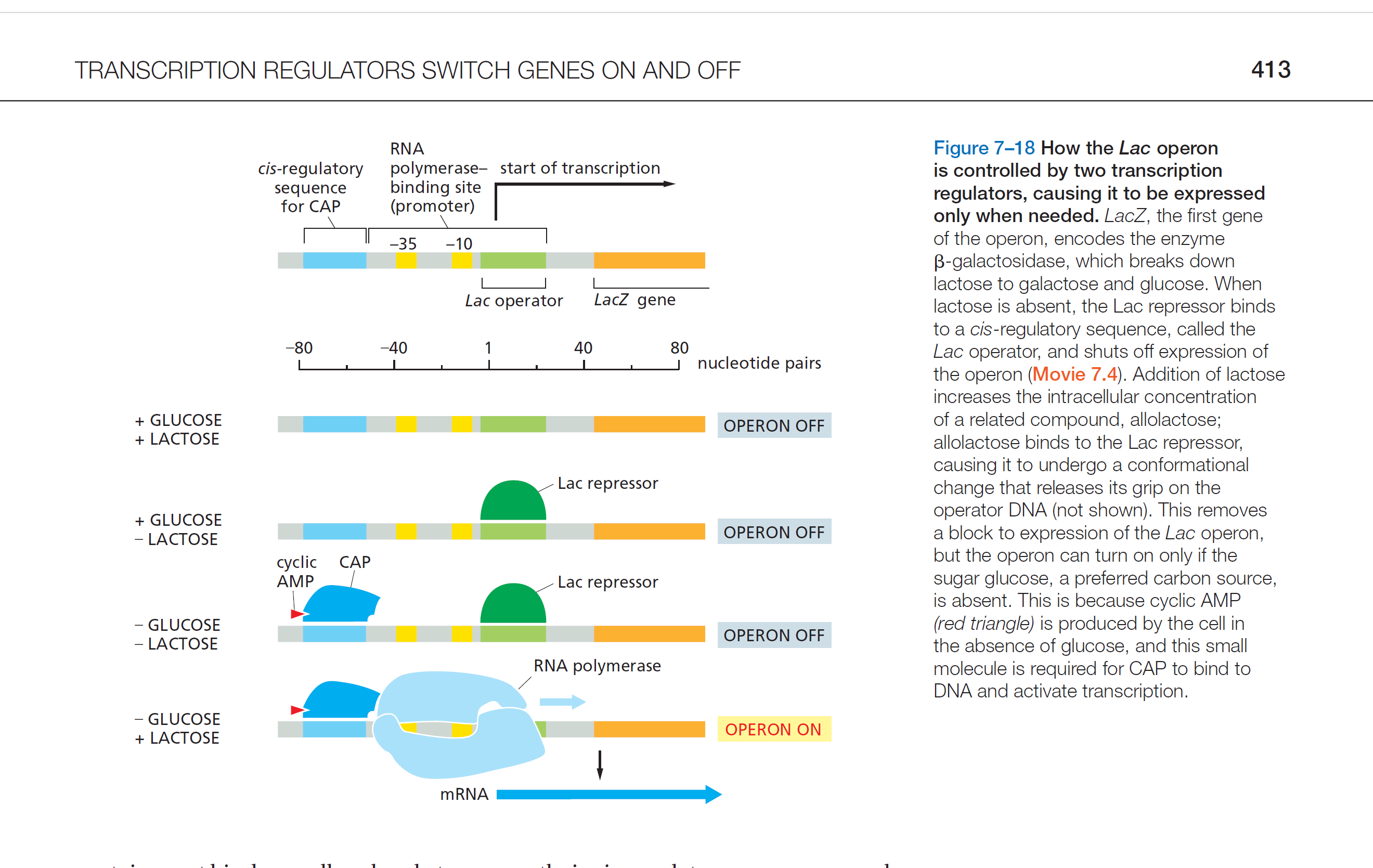 <ol><li><p>Glucose 低, cAMP 高, cAMP binds CAP protein:</p></li></ol><p>➢构象改变</p><p>➢CAP bind DNA</p><p>Then, CAP 招募 RNA polymerase to the<strong> Lac promoter</strong>.</p><ol start="2"><li><p>Lactose 高, 转为使用 lactose, lac operon turn on.</p></li></ol><p></p>