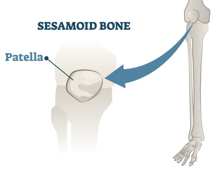 <p><span>small bones warped in tendons where pressure develops, ex. wrist, variable in number, knee caps are sesamoid</span></p>
