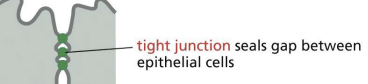 <p>sealing of adjacent cells to prevent movement of molecules in space (paracellular pathway) between neighbouring epithelial cells.</p><p></p><p>Tight junctions allow for effective transport and act like fences to keep proteins confined to apical or basal sides.</p>