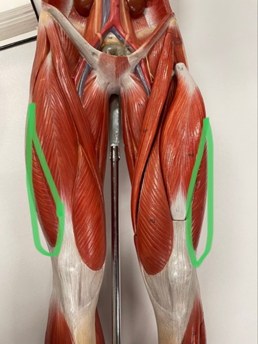 <p>O: femur</p><p>I: tibial tuberosity via patella ligament</p><p>A: extend knee</p>