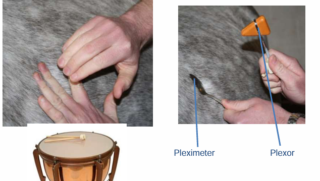 <ul><li><p>If you have airfilled lungs will get resonant percussion</p></li><li><p>Dull sound with fluid (ex- pleural effusion)</p></li></ul><p></p>