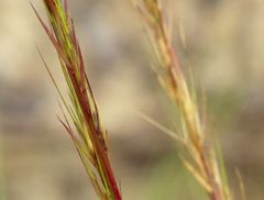 grows mostly in clumps rather than as runners
