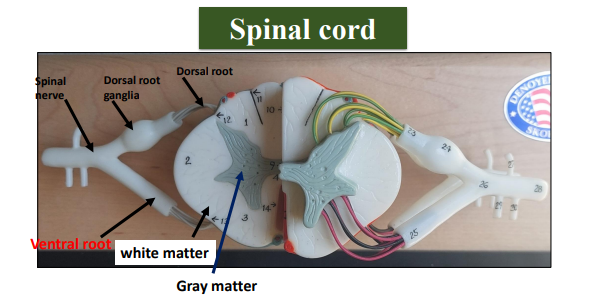 <p>ال dorsal  </p><p>هي اللي بيبقي فيها ganglia </p>