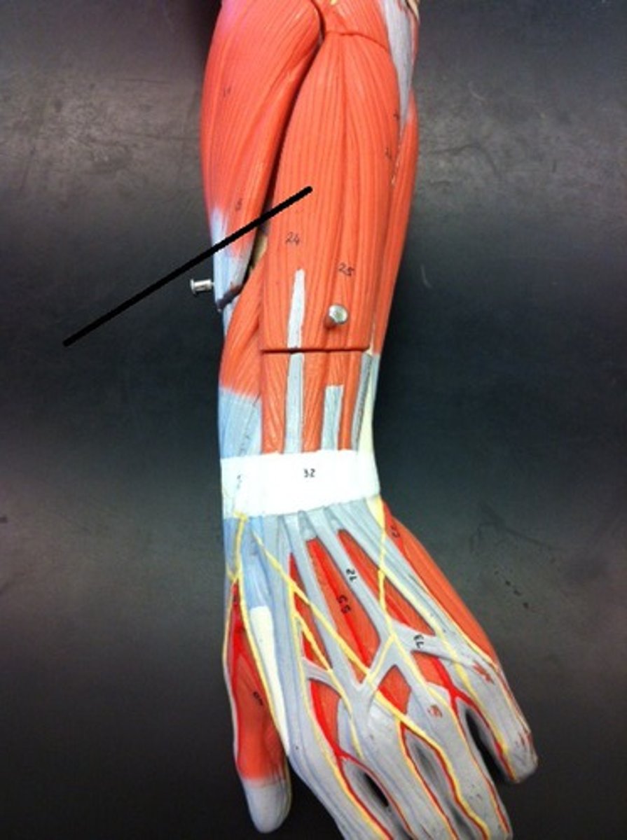 <p>What is indicated?</p>