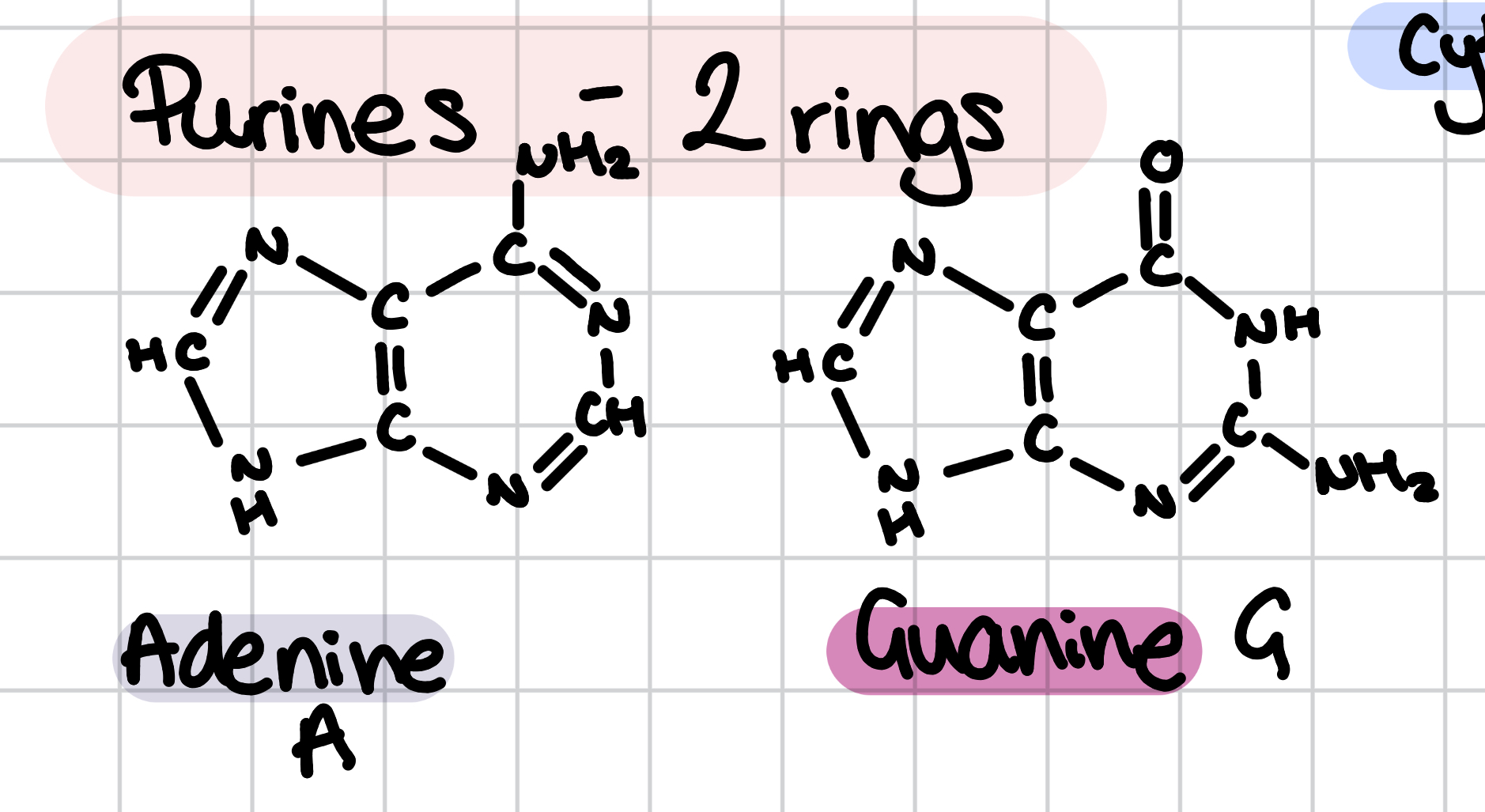 <p>2 rings (adenine and guanine)</p>