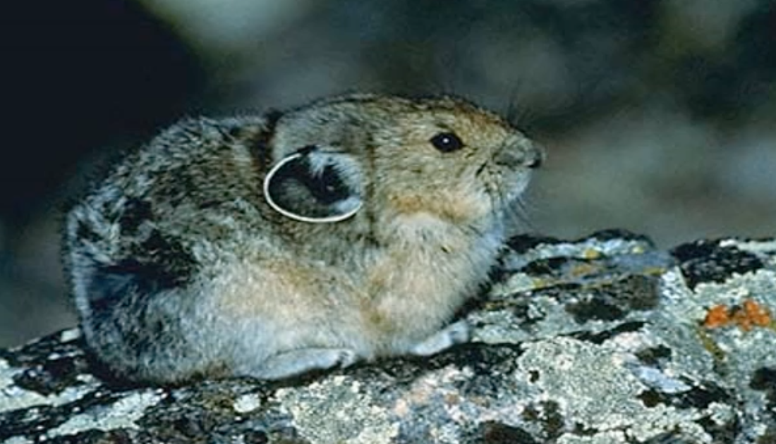 American pika
