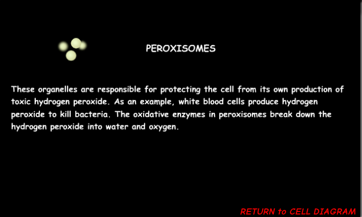 <p>Peroxisomes protect the cell from its own production of toxic hydrogen peroxide</p>