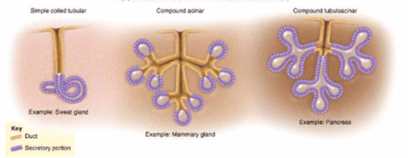 <p>sweat gland = exocrine gland</p>