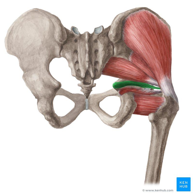**O:** lateral side of lesser sciatic notch

**I:** medial greater trochanter