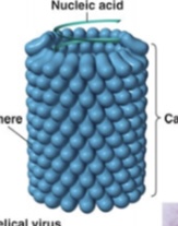 <p>Helical viruses</p>