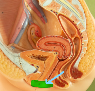 <p>Labia Minora</p>