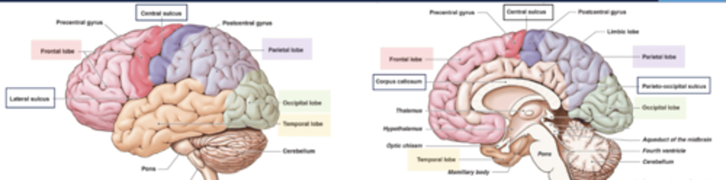 <p>central sulcus and lateral fissue</p>