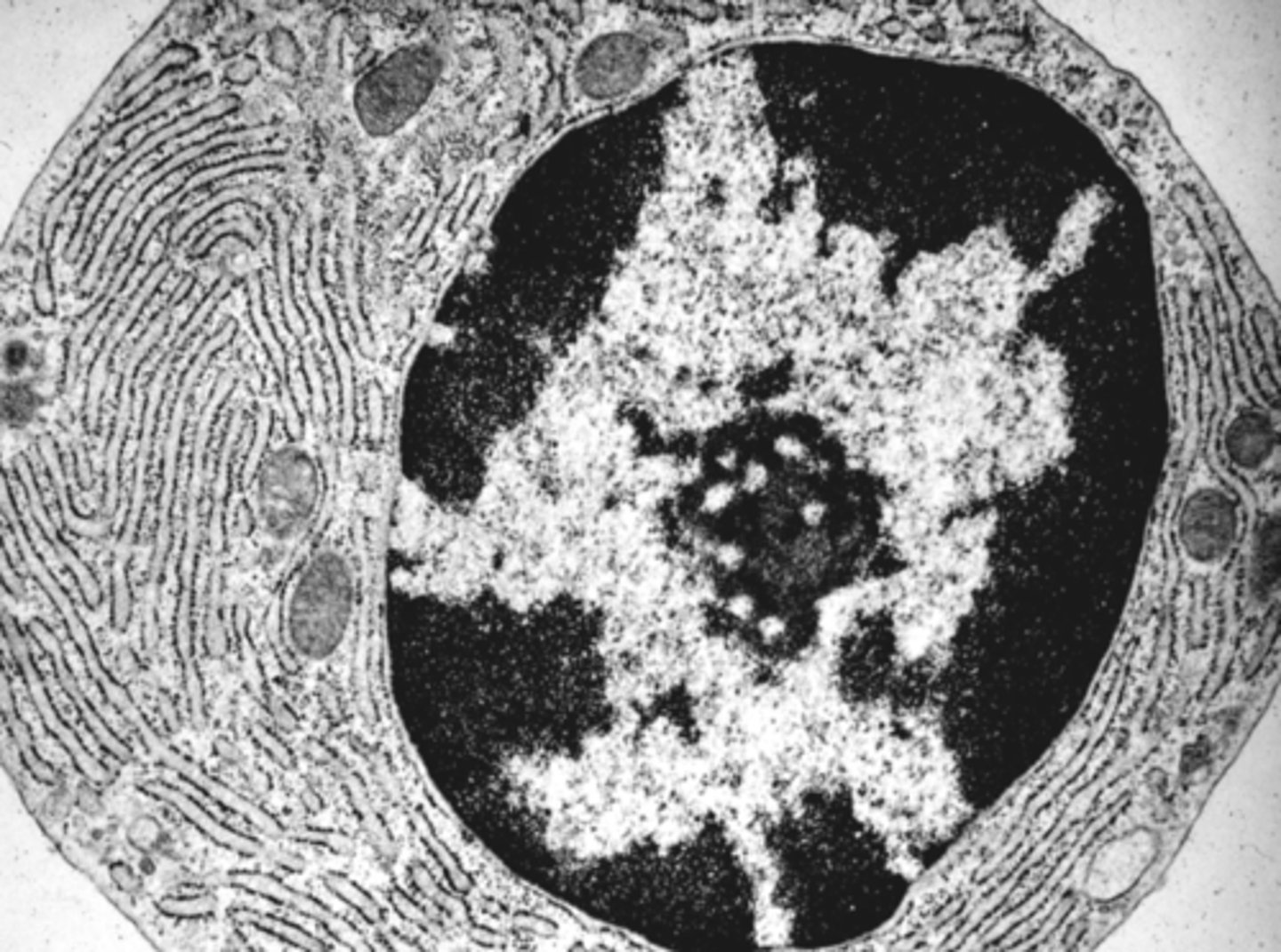 <p>Identify the cell type</p>
