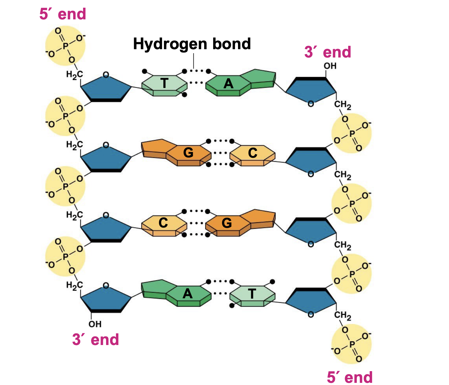 <p>A chain of nucleotides. The two polynucleotide chains in a double helix are antiparallel</p>