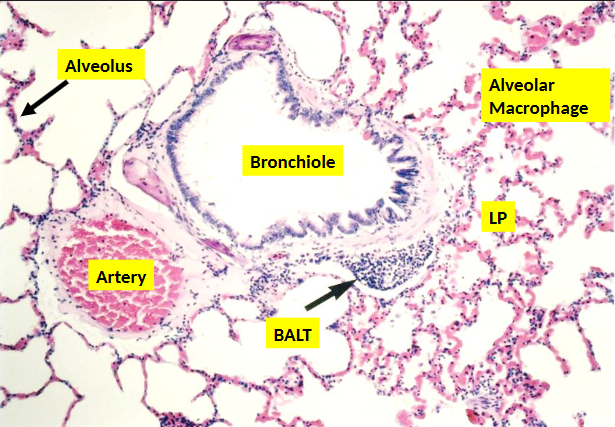 <p>what are the alveoli composed of?</p>