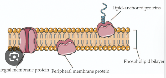 <p>Span the lipid bilayer and interact with the hydrophobic core. </p><p>They are often alpha-helical or beta barrel structures. </p>