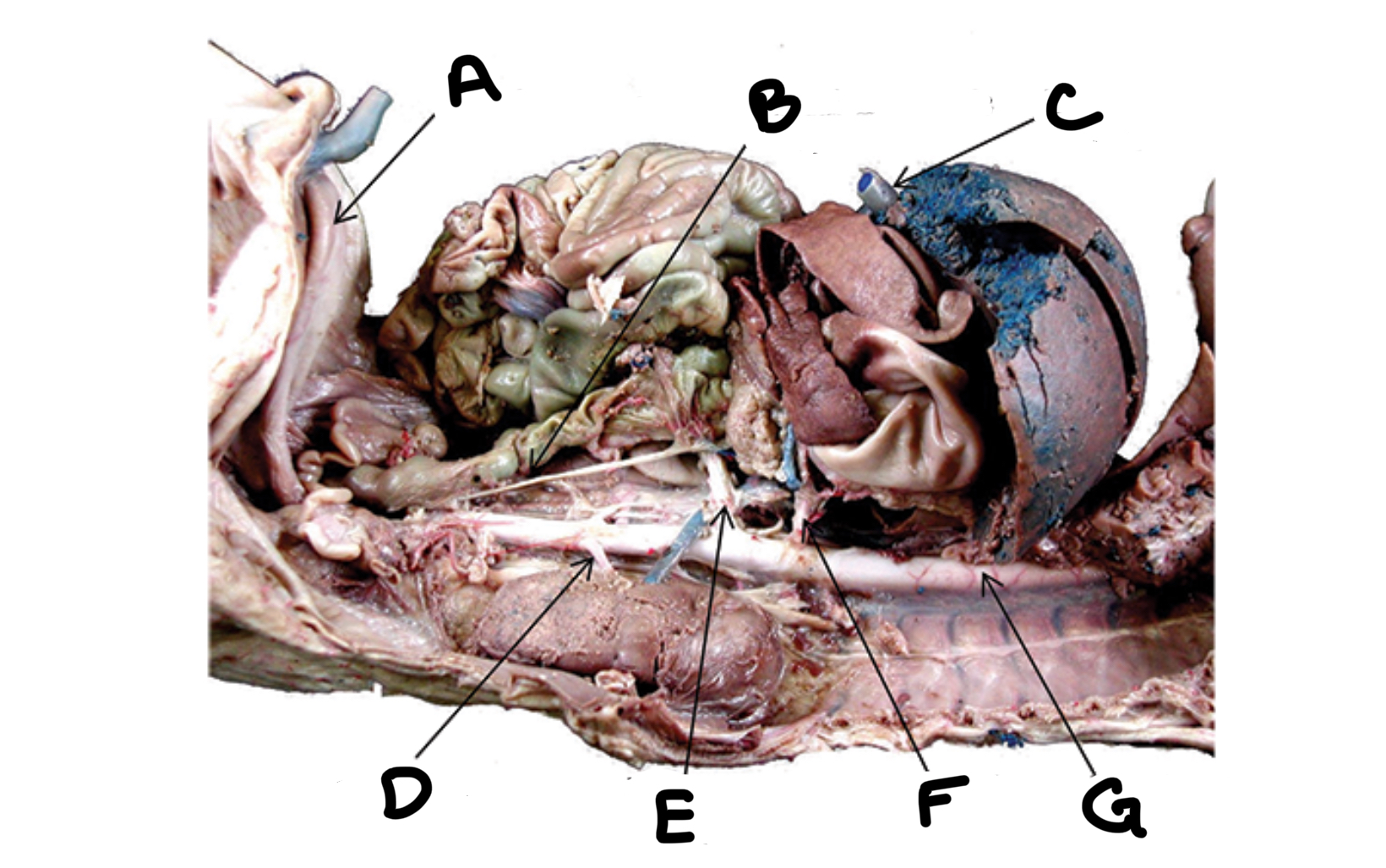 <p>What is B</p>