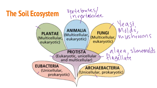 The Soil Ecosystem