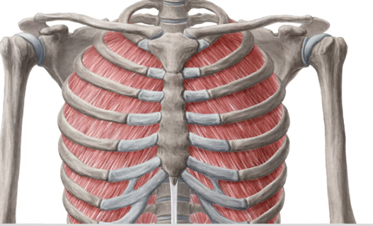 <p>expiration, depress rib cage</p>