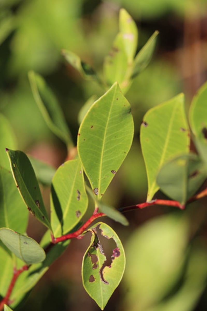<p>what is the name of the plant with these characteristic marginal veins on its leaves?</p>