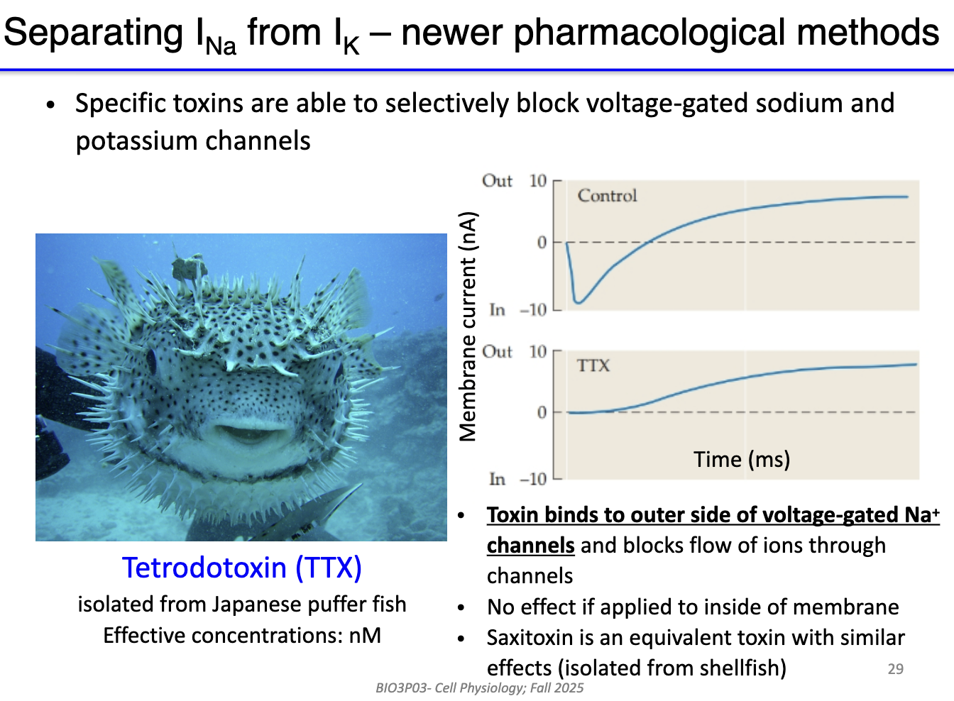 <ul><li><p><strong>TTX</strong> (from puffer fish) binds to <strong>outer side of voltage-gated Na+ channels</strong>.</p></li><li><p>Blocks Na+ flow → removes <strong>inward current</strong>.</p></li><li><p>Has <strong>no effect</strong> if applied inside of cell membrane.</p></li><li><p>Equivalent toxin: <strong>saxitoxin (STX)</strong> from shellfish.</p></li><li><p>Used to isolate <strong>K+ current</strong> by blocking Na+ channels.</p></li></ul><p></p>