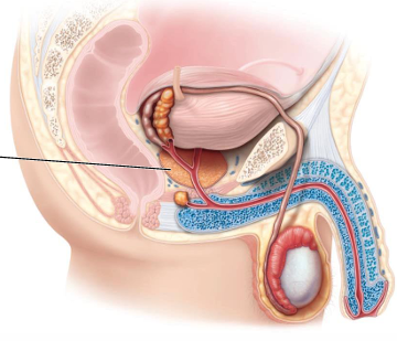 <p>Inferior to the bladder</p>