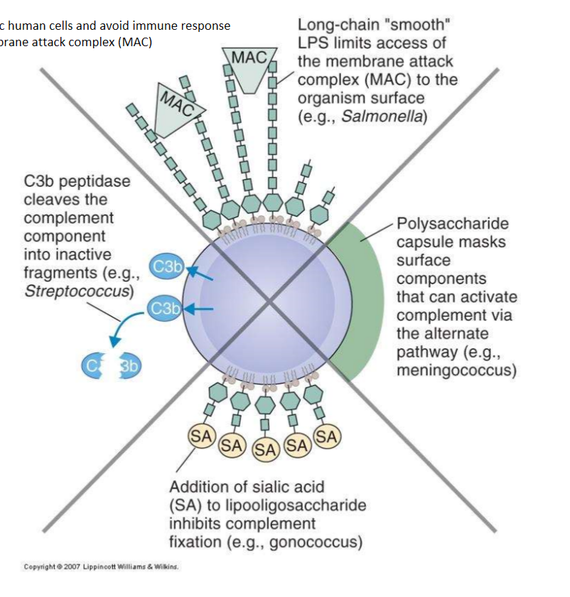 
1. Prevent activation (mask- capsular polysaccharide or cleave the C3 peptidase) 
2. Inhibition complement fixation (capsules- w sialic acid, or contain other sialic acid resides on LPS) 
3. Inhibit access of MAC - LPS on bacteria like E. coli prevents access to surface of bacterium 
