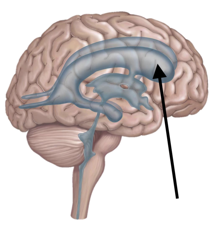 <p>Name the structure</p>