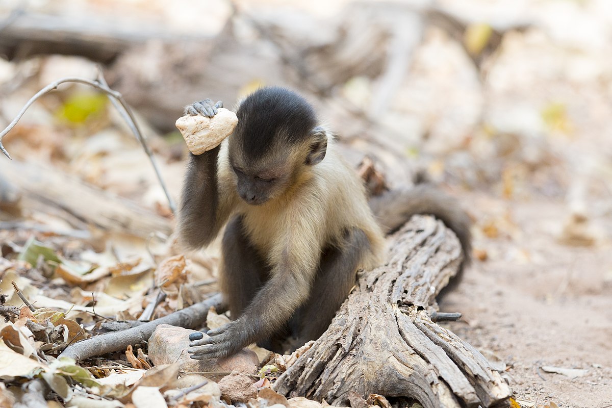 <p>Capuchin monkey</p>