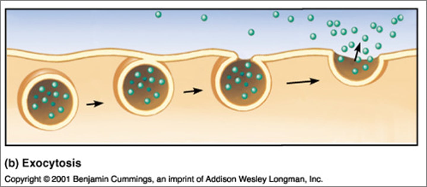 <p>Large molecules going OUT of the cell</p>