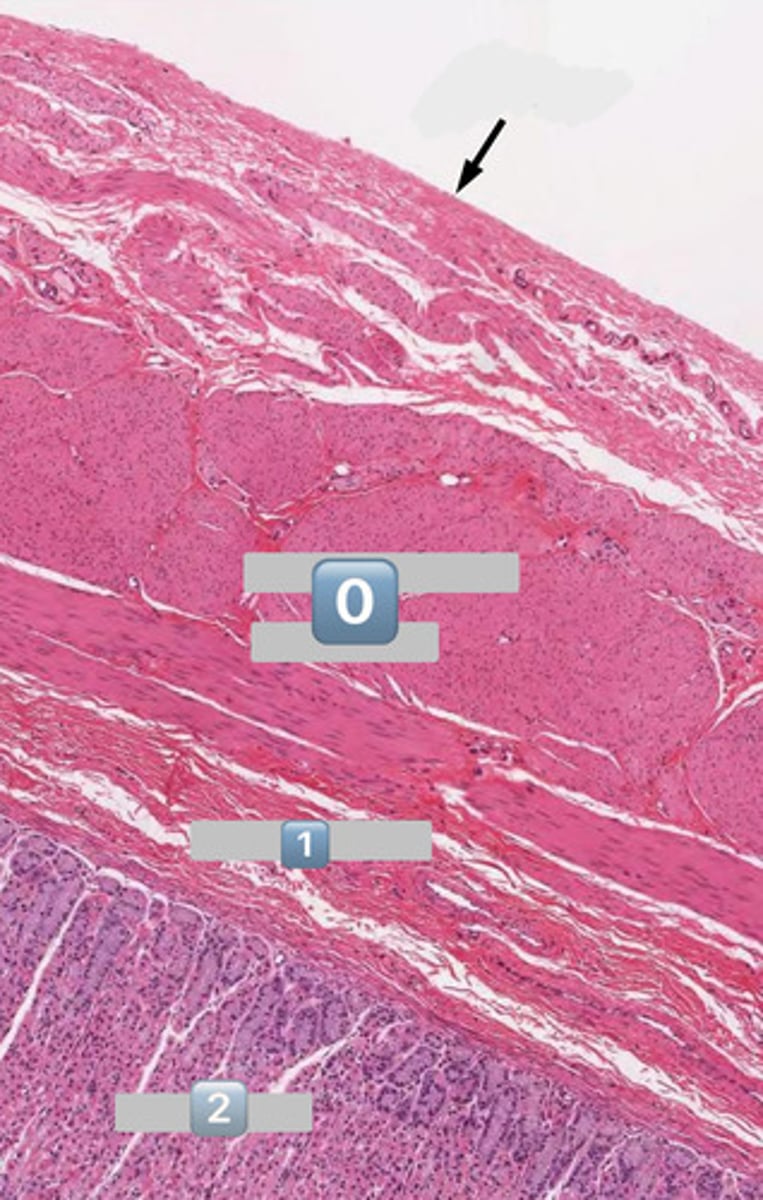 <p>mucosa</p>