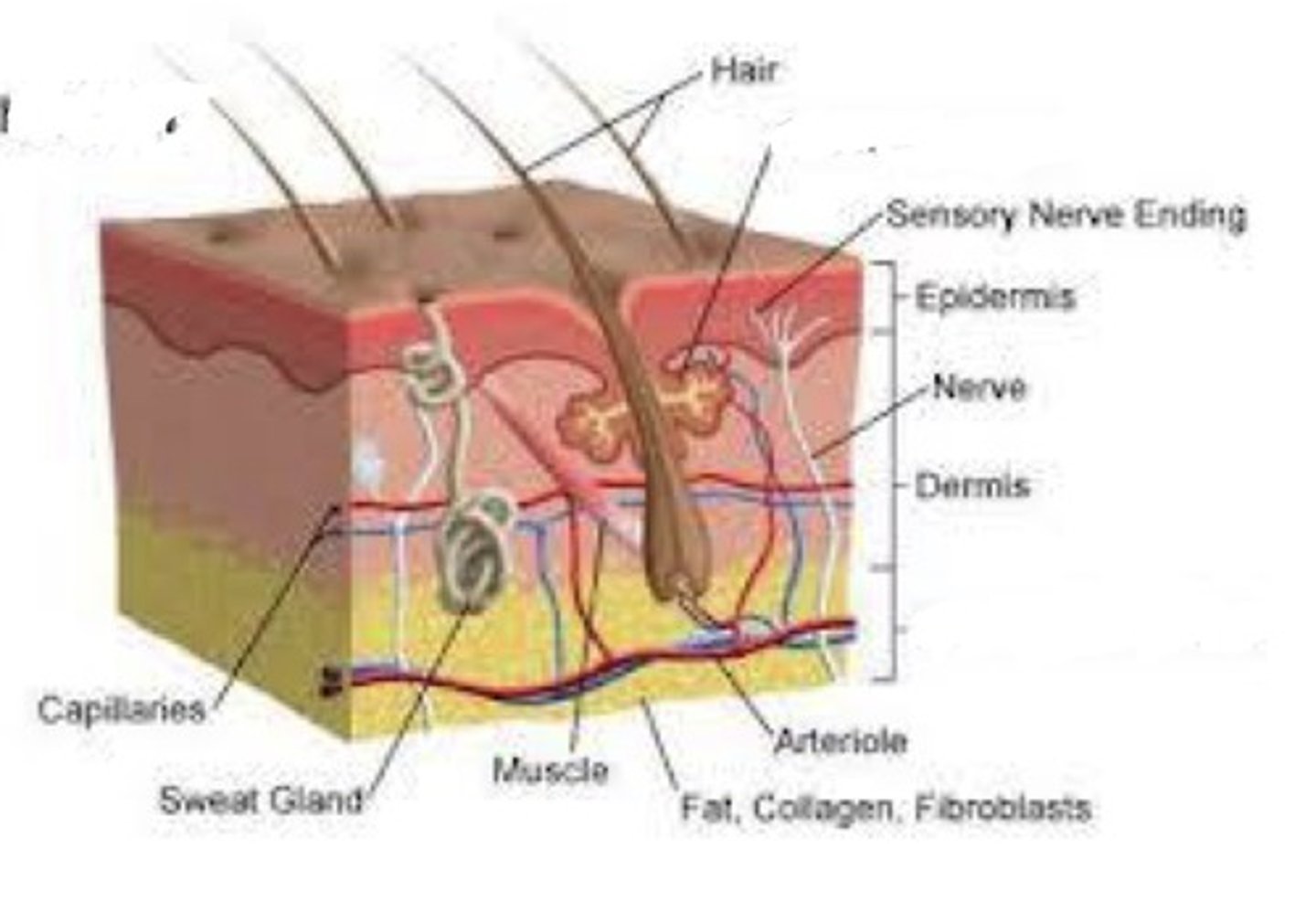 <p>What type of membrane is this?</p>
