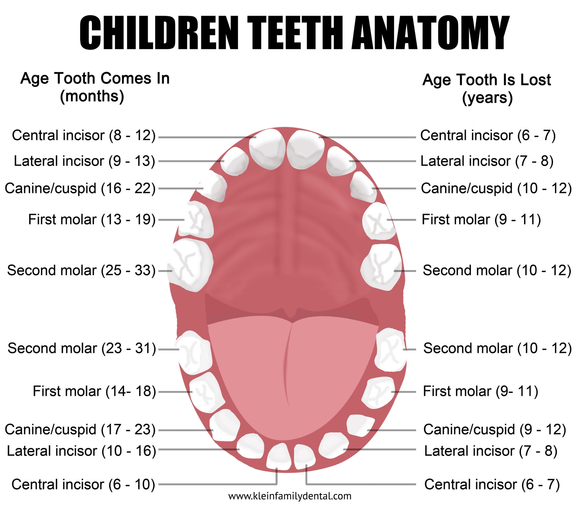 <p>What type of tooth is the wisdom tooth?</p>