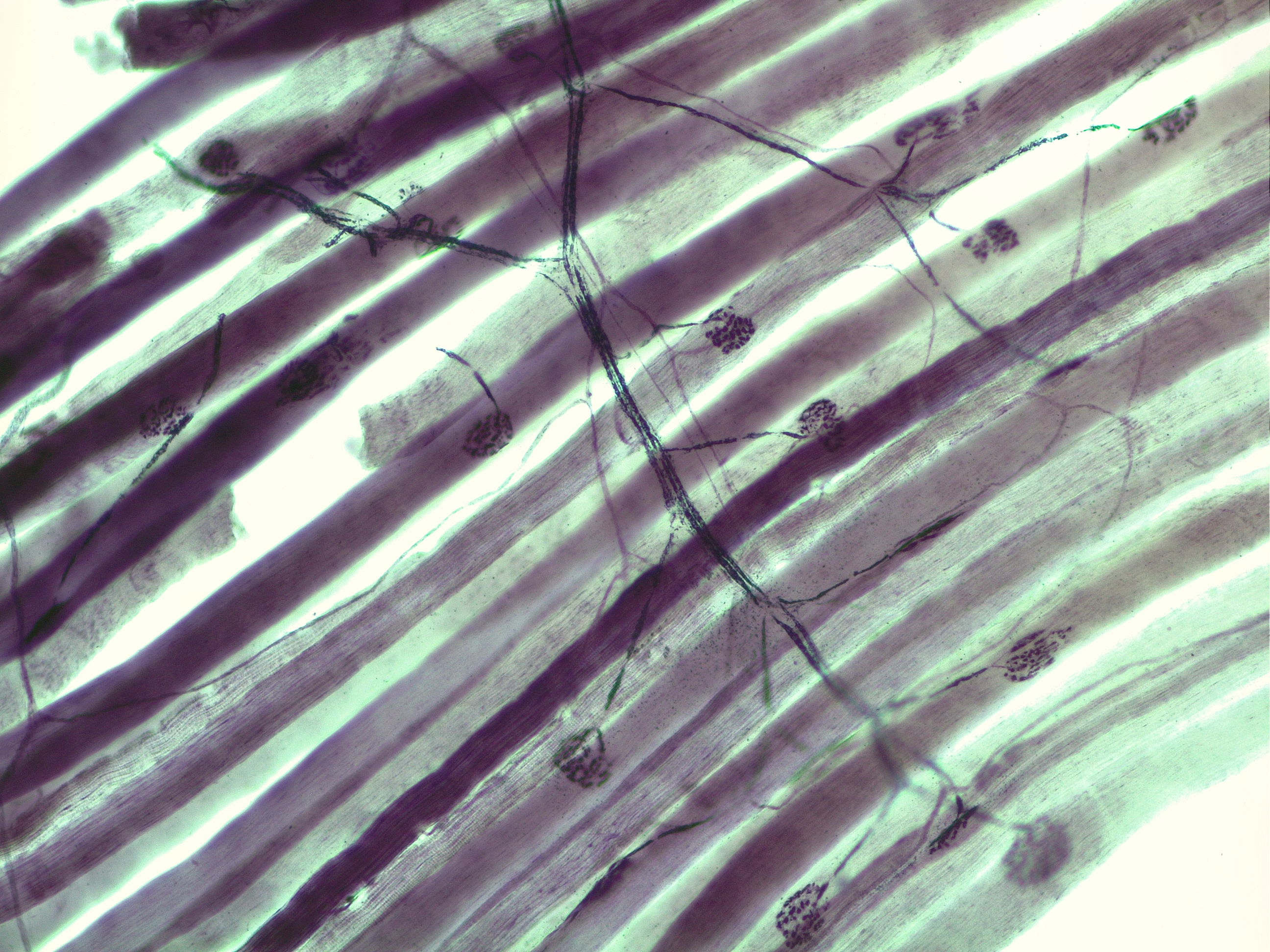 <p>Motor end plate contains</p>