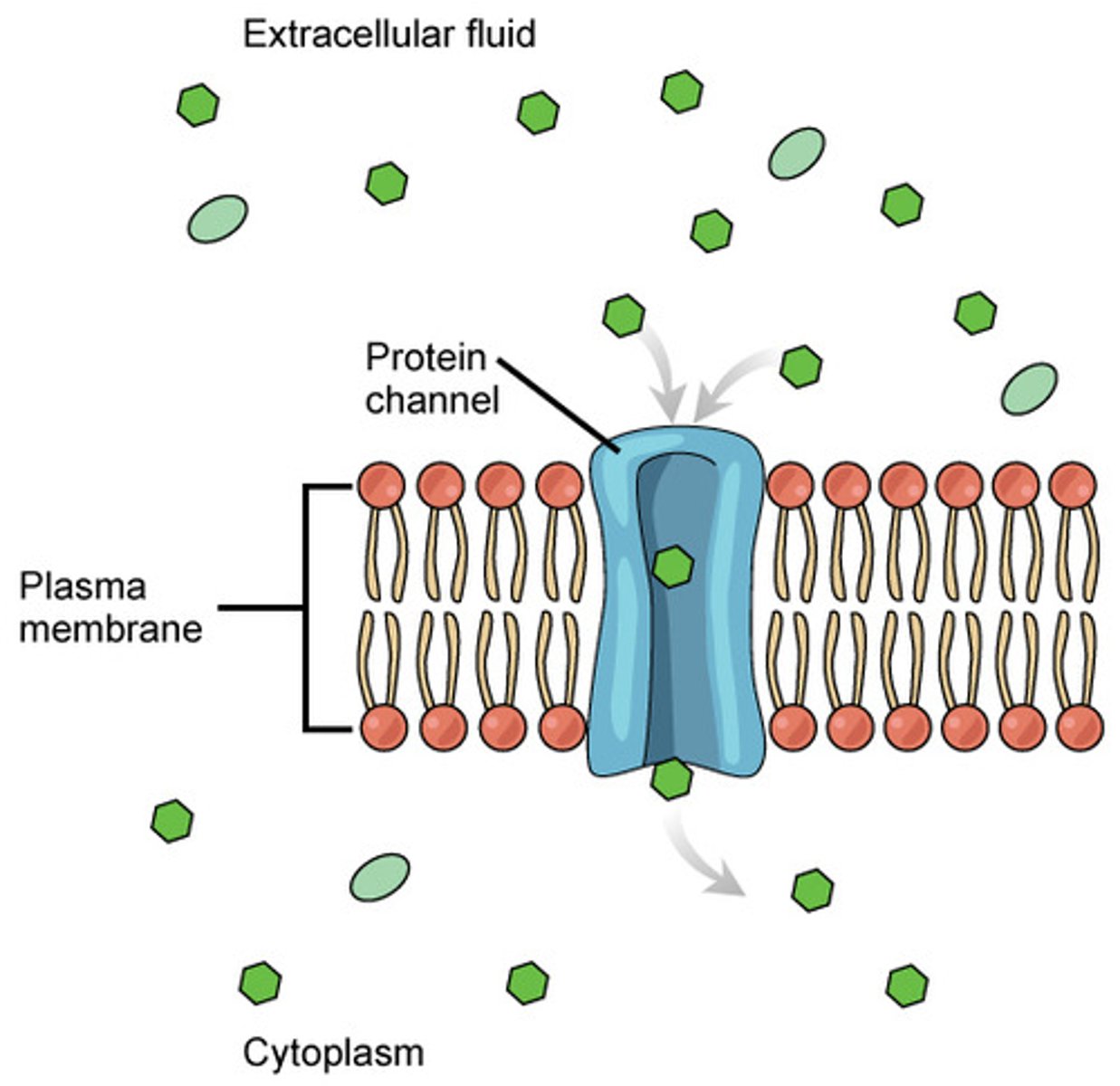 <p>channel proteins</p>