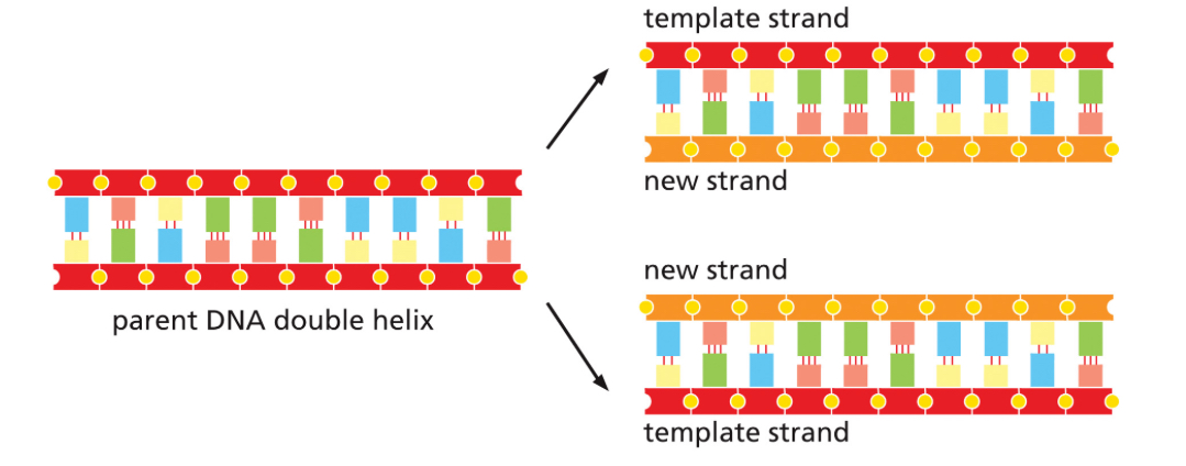 <ul><li><p>Cells can replicate their DNA.</p></li><li><p>During replication, the parental double helix separates into two single strands. Each strand serves as a template for building a new complementary strand.</p></li><li><p>This ensures that when a cell divides, each daughter cell receives a complete copy of the DNA.</p></li></ul><p></p>