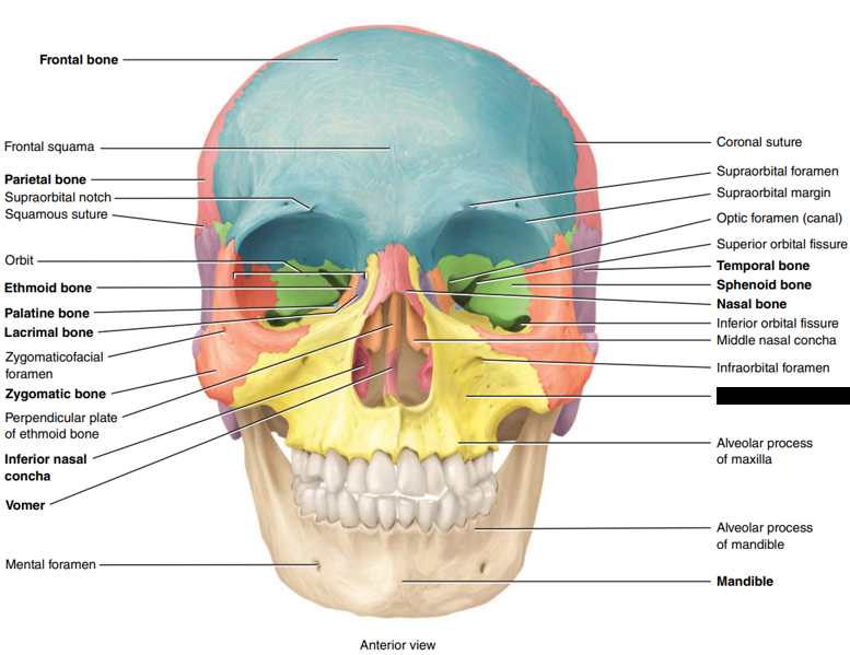 <p>State and identify what part of the cranial bone is being pointed out and censored.</p>